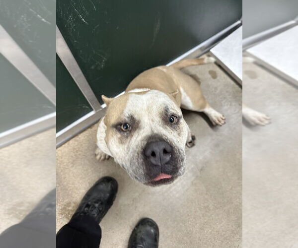 Medium Photo #3 American Pit Bull Terrier Puppy For Sale in Oak Bluffs, MA, USA