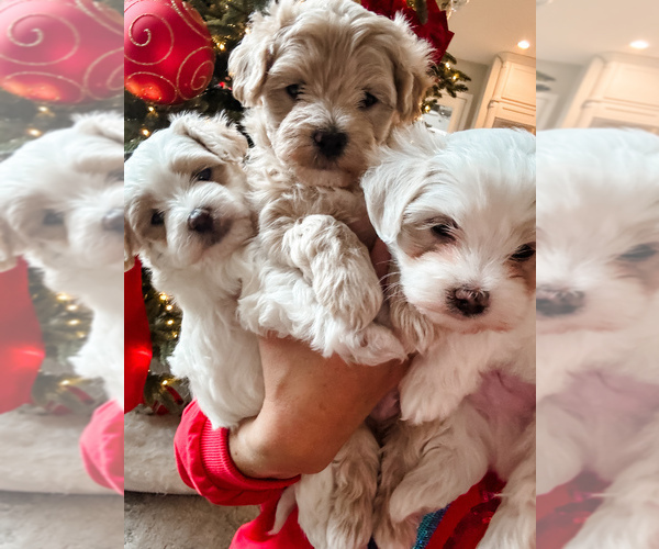 Medium Photo #2 Maltipoo (Miniature) Puppy For Sale in HIGHLAND VILL, TX, USA