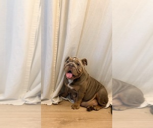 Mother of the English Bulldog puppies born on 07/10/2026