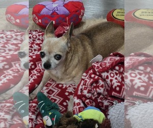 Chihuahua Dogs for adoption in MIDWAY, UT, USA