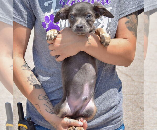 Medium Photo #4 Chion Puppy For Sale in Huntley, IL, USA