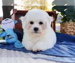 Small Photo #7 Bichon Frise Puppy For Sale in SYRACUSE, IN, USA