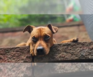 Chug Dogs for adoption in Springdale, PA, USA