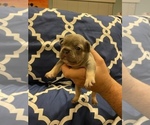 Small Photo #4 French Bulldog Puppy For Sale in ORANGE, CA, USA