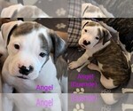 Puppy Angel American Bully-Dogo Argentino Mix