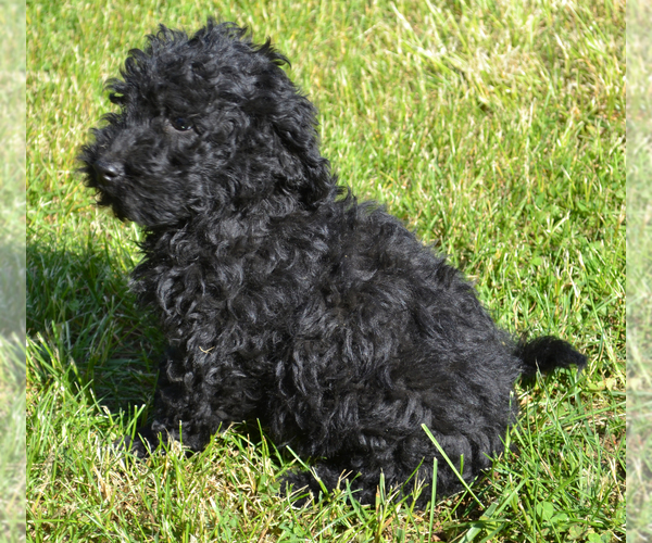 Medium Photo #5 Poodle (Standard) Puppy For Sale in SHIPPENSBURG, PA, USA