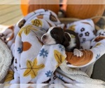 Small #2 English Springer Spaniel