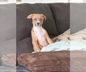 Mutt Dogs for adoption in New London, WI, USA