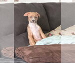 Small Mutt