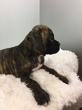 Medium Photo #9 Boxer Puppy For Sale in BECKS MILLS, OH, USA