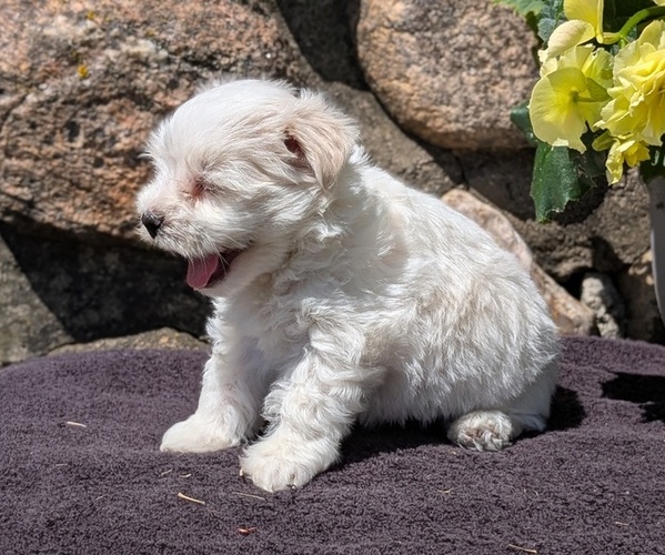 Medium Photo #4 Havanese Puppy For Sale in GOSHEN, IN, USA