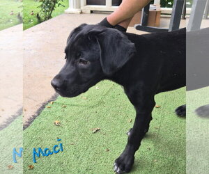 Macy - Female Labrador Retriever-Unknown Mix Dog for Adoption - Photo #3