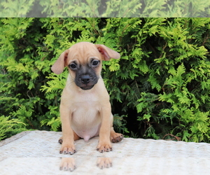 Jug Puppy for sale in SHILOH, OH, USA