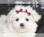 Puppy GlitterGirl AKC Maltese