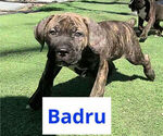 Puppy Badru America Bandogge Mastiff