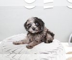 Small Photo #7 Cavapoo Puppy For Sale in MARIETTA, GA, USA