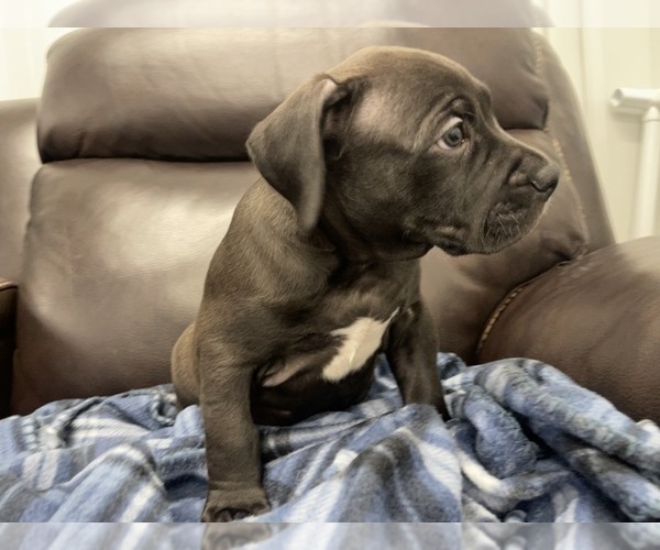 Medium Photo #15 American Bully Puppy For Sale in REESEVILLE, WI, USA