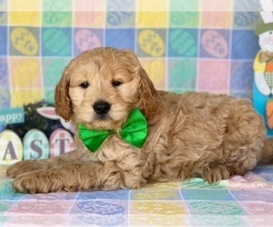 Goldendoodle Puppy for sale in LANCASTER, PA, USA