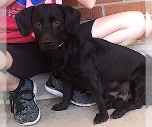 Dachshund-Unknown Mix Dogs for adoption in Carrollton, TX, USA