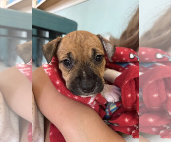 Medium Photo #3 American Pit Bull Terrier-Black Mouth Cur Mix Puppy For Sale in Holly Springs, NC, USA