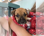 Small #2 American Pit Bull Terrier-Black Mouth Cur Mix
