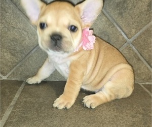Medium French Bulldog