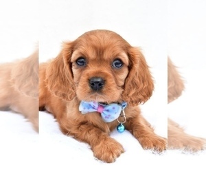 Cavalier King Charles Spaniel Puppy for sale in TOLEDO, OH, USA
