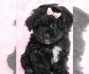 Poodle (Standard) Puppy for sale in INDIANAPOLIS, IN, USA