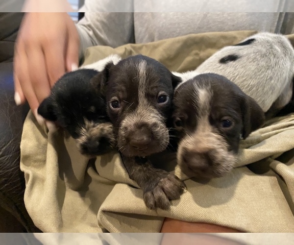 Medium Photo #22 German Wirehaired Pointer Puppy For Sale in PAOLA, KS, USA