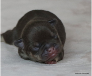 French Bulldog Litter for sale in WINNSBORO, TX, USA