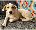 Small #1 Great Pyrenees Mix