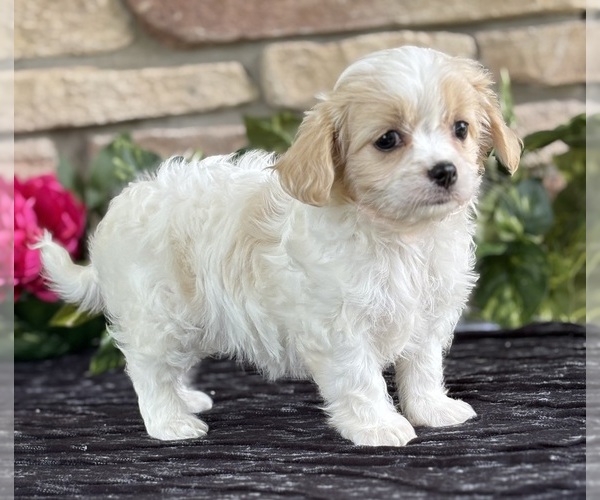 Medium Photo #6 Cav-A-Malt Puppy For Sale in ROCK STREAM, NY, USA