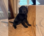 Small #22 Flat Coated Retriever