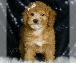 Small Photo #4 Poodle (Toy) Puppy For Sale in WARSAW, IN, USA