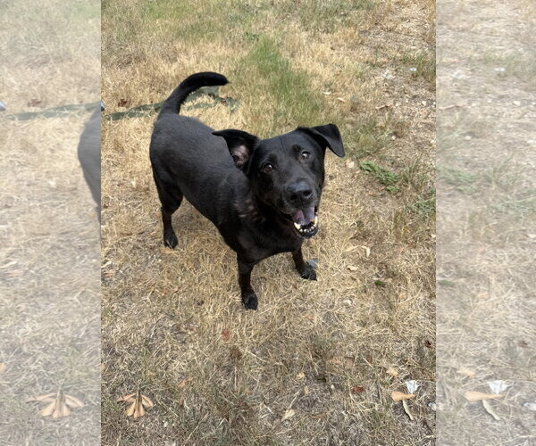 Medium Photo #2 Labrador Retriever-Unknown Mix Puppy For Sale in Jackson, MS, USA