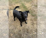 Small #1 Labrador Retriever Mix
