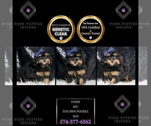 Poodle (Miniature) Puppy for sale in WARSAW, IN, USA