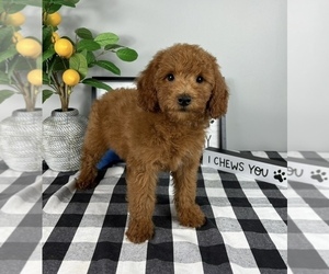Goldendoodle (Miniature) Puppy for sale in FRANKLIN, IN, USA