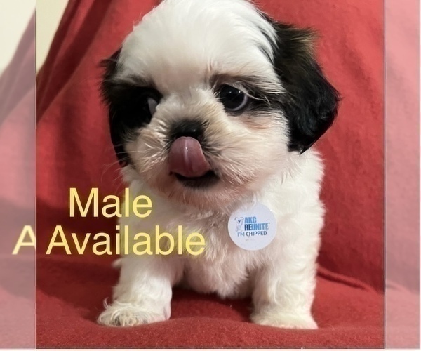 Medium Photo #16 Shih Tzu Puppy For Sale in DOWNEY, CA, USA
