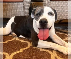Mutt Dogs for adoption in Bakersfield, CA, USA
