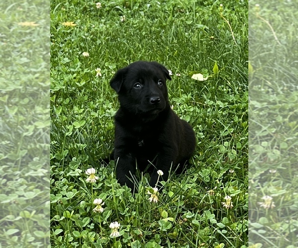 Medium Photo #7 Belgian Malinois Puppy For Sale in BURNINGTOWN, NC, USA