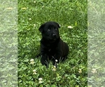 Small Photo #7 Belgian Malinois Puppy For Sale in BURNINGTOWN, NC, USA