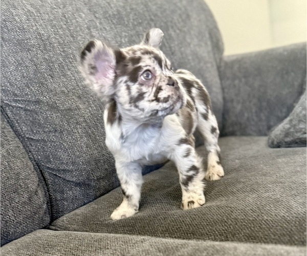 Medium Photo #2 French Bulldog Puppy For Sale in HESPERIA, CA, USA