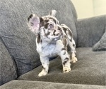 Small #1 French Bulldog