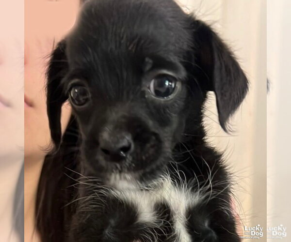 Medium Photo #4 Mutt Puppy For Sale in Washington, DC, USA