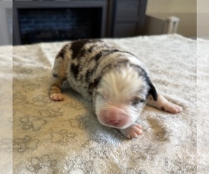 Medium Australian Shepherd