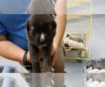 DAY - Male Labrador Retriever-Unknown Mix Dog for Adoption - Small photo