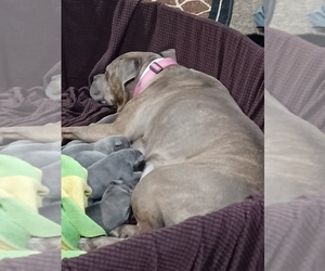 American Pit Bull Terrier-American Staffordshire Terrier Mix Puppy for sale in JOLIET, IL, USA