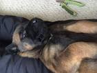 Small Photo #1 Belgian Malinois Puppy For Sale in BELLEVILLE, IL, USA