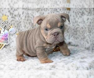 English Bulldog Puppy for sale in DENVER, CO, USA